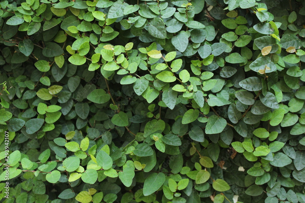 Enredadera Enredadera