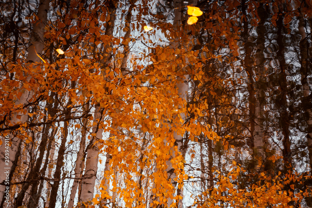 Reflection of the autumn forest in the mirror surface of the lake Reflection of the autumn forest in the mirror surface of the lake
