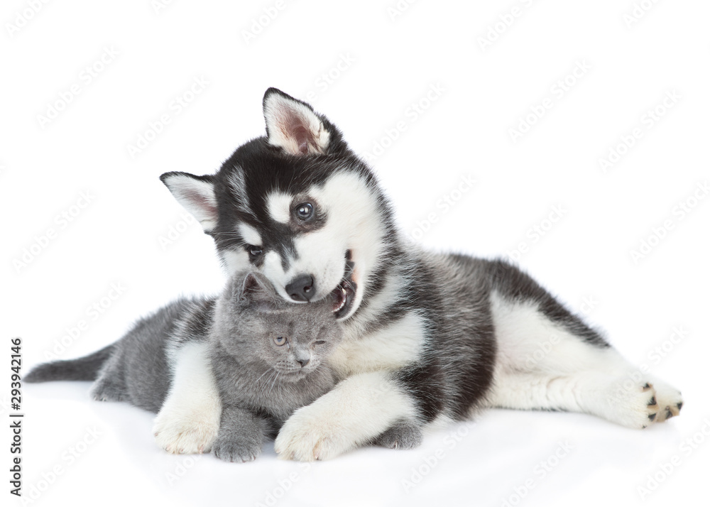 are siberian huskies playful