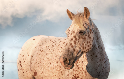 Canvas Print Appaloosa mare Horse