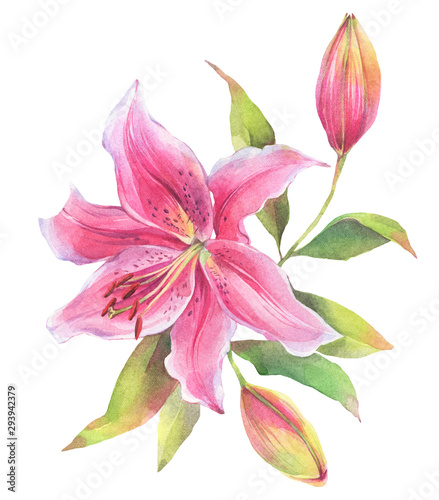 Floral composition of lily flowers. Hand painted watercolor illustration. 