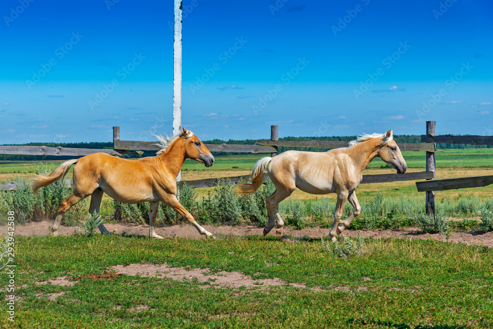 Obraz premium A horse runs on a paddock on a farm in the summer.