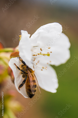 A bee on white sakura flower (macro photography) in Australia © Bry