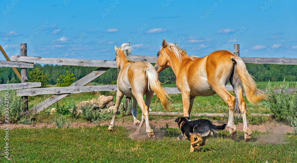 Obraz premium A horse runs on a paddock on a farm in the summer.