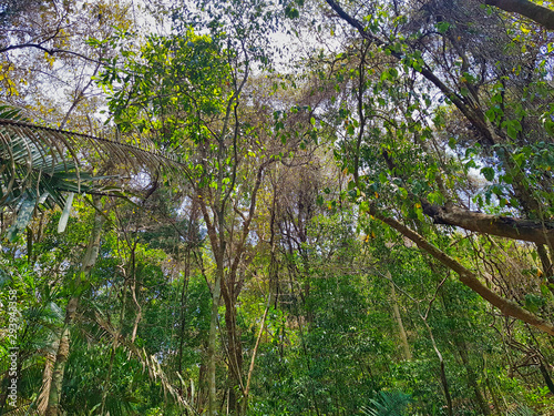 Tropical Costa Rica Rain forest 