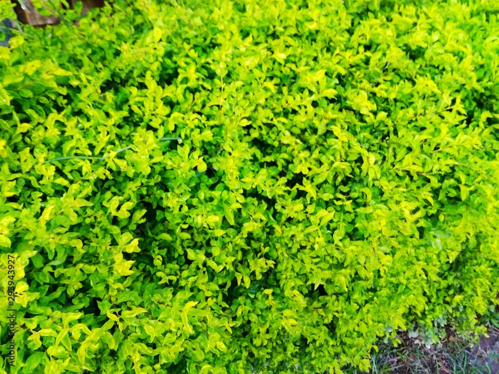 background of green leaves