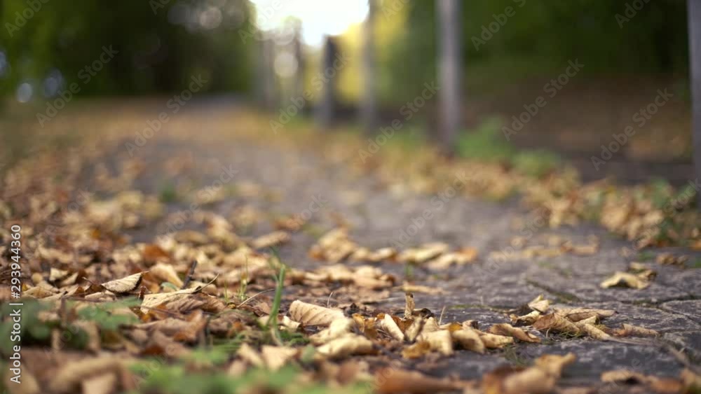Fall autumn leaves on pathway through park empty no people in bavaria munich Fall autumn leaves on pathway through park empty no people in bavaria munich