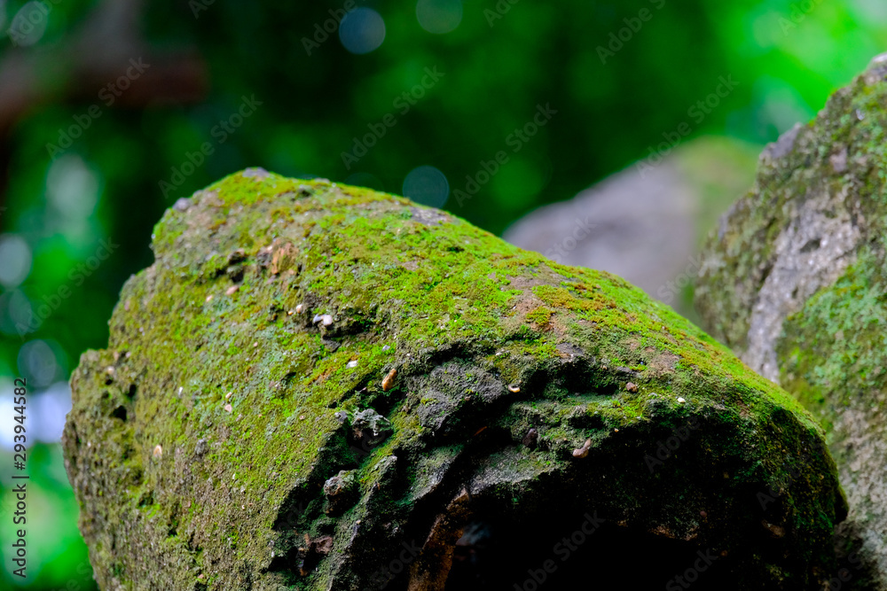 Beautiful green moss on the rock,moss closeup,macro,beautiful background of green moss for wall paper Beautiful green moss on the rock,moss closeup,macro,beautiful background of green moss for wall paper