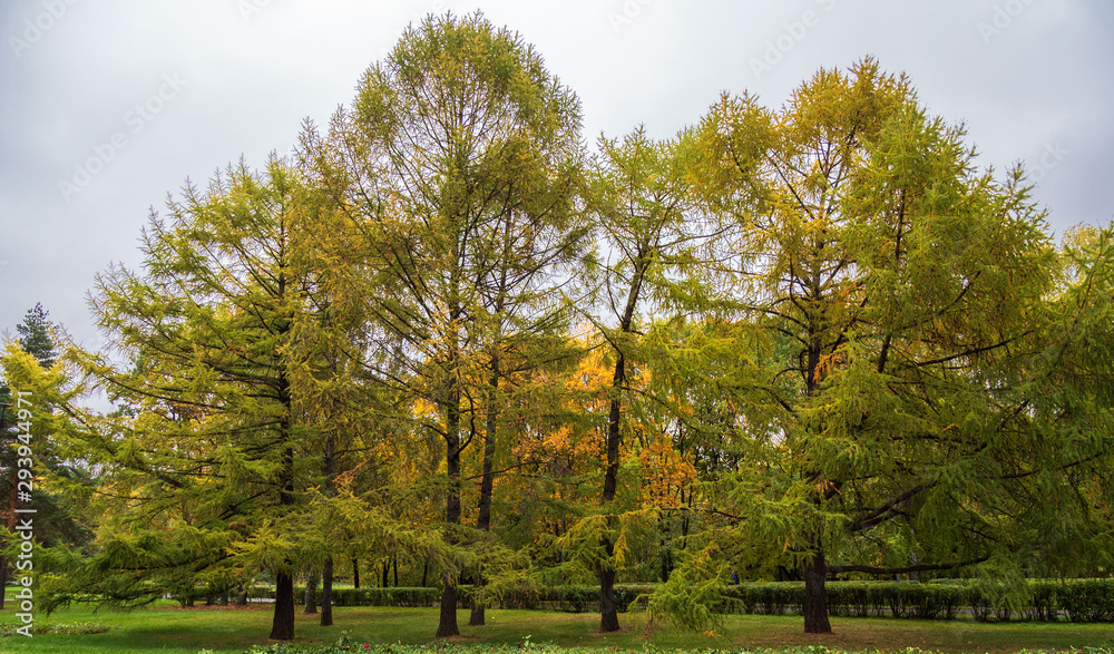 Autumn, Park alley, trees.