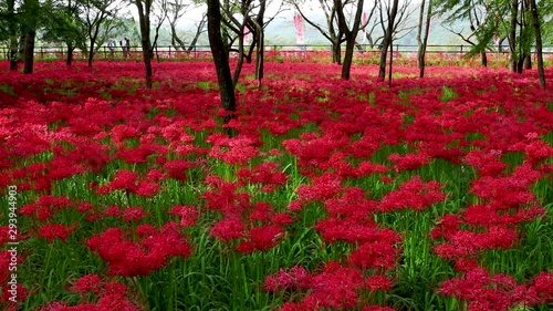 彼岸花
