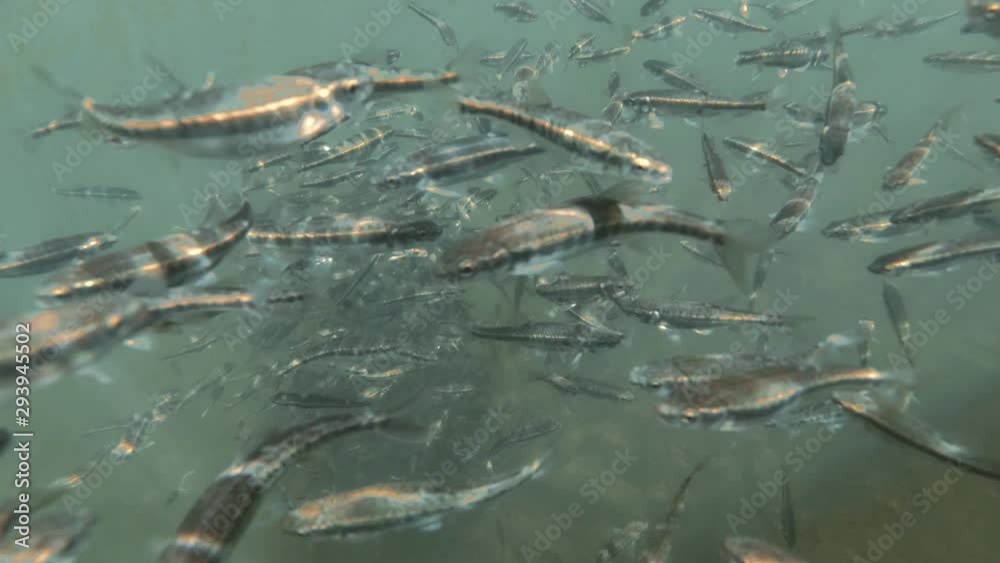 small wild fish in a mountain lake underwater shooting small wild fish in a mountain lake underwater shooting