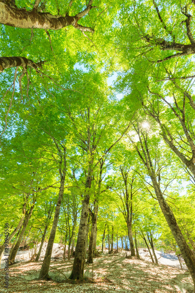 Green forest. Tree with green Leaves and sun light. Green forest. Tree with green Leaves and sun light.
