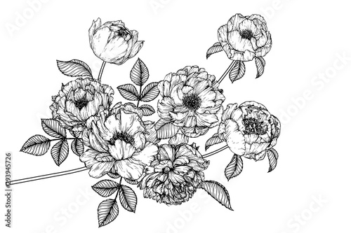 Sketch Floral Botany Collection. Peony flower drawings. Black and white with line art on white backgrounds. Hand Drawn Botanical Illustrations.Vector.