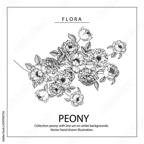 Sketch Floral Botany Collection. Peony flower drawings. Black and white with line art on white backgrounds. Hand Drawn Botanical Illustrations.Vector.