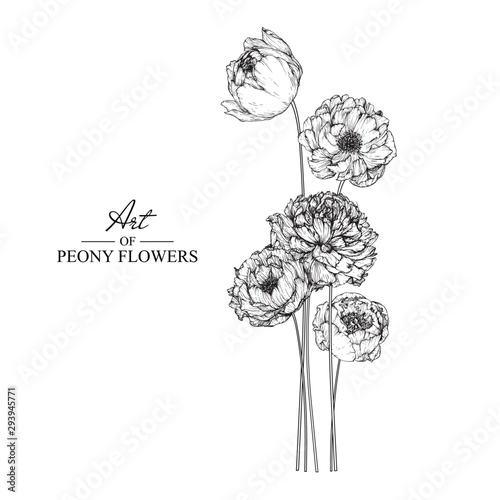 Sketch Floral Botany Collection. Peony flower drawings. Black and white with line art on white backgrounds. Hand Drawn Botanical Illustrations.Vector.