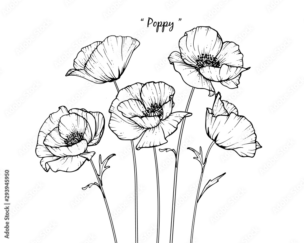 Sketch Floral Botany Collection. Poppy flower drawings. Black and white ...