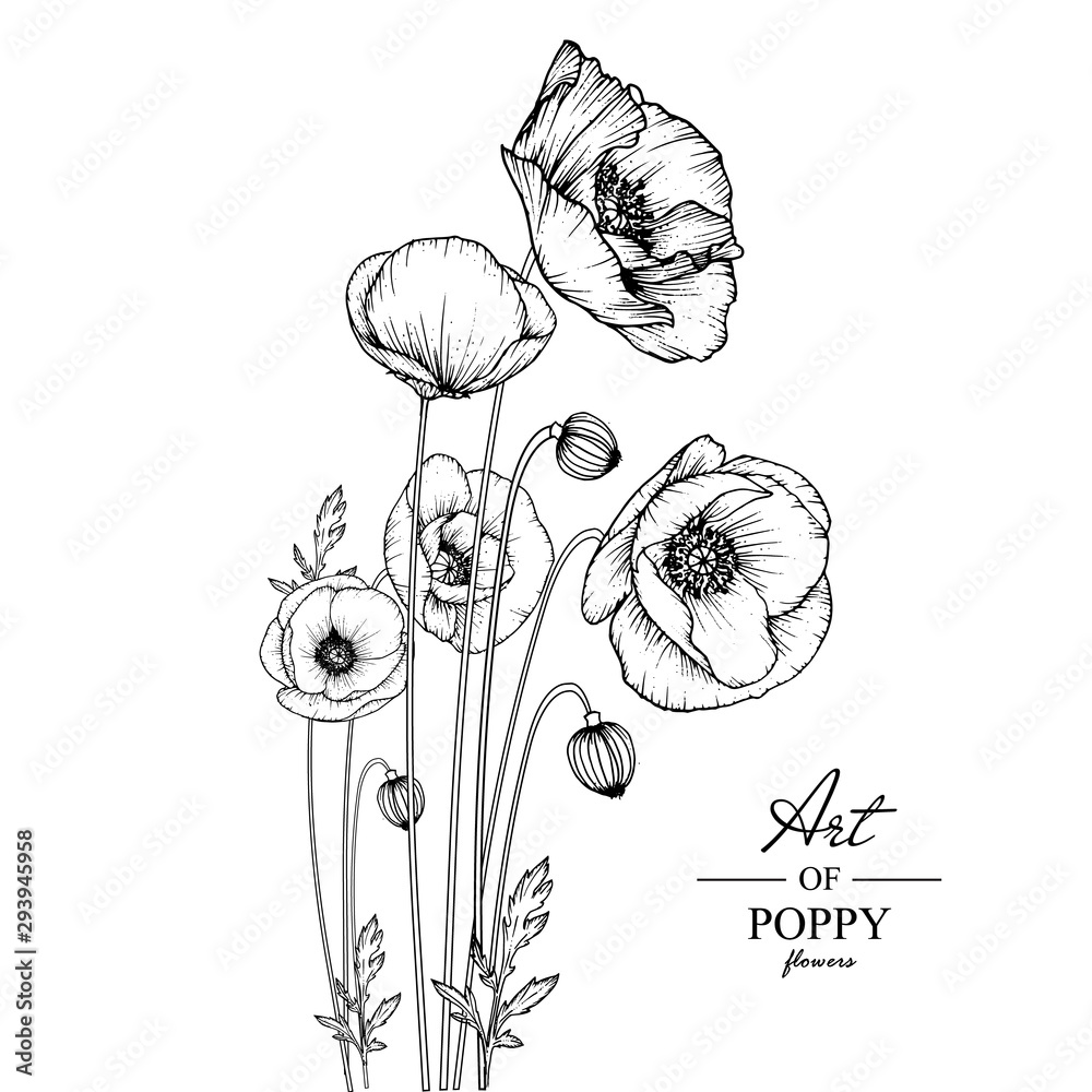 Sketch Floral Botany Collection. Poppy flower drawings. Black and white ...