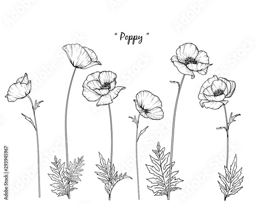 Sketch Floral Botany Collection. Poppy flower drawings. Black and white with line art on white backgrounds. Hand Drawn Botanical Illustrations.Vector.