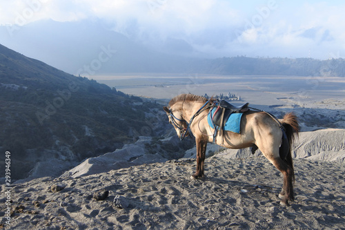 Horse waiting for passenger at Bromo Mountain Indonesia