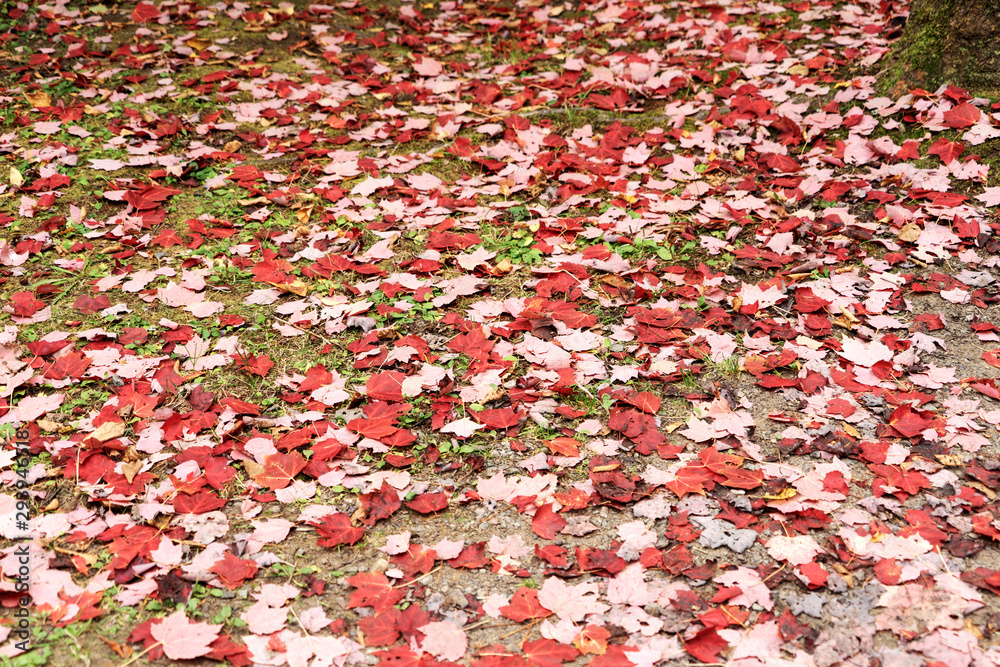 Red maple leaves on the meadow in autumn. Indian Summer. Canada Red maple leaves on the meadow in autumn. Indian Summer. Canada