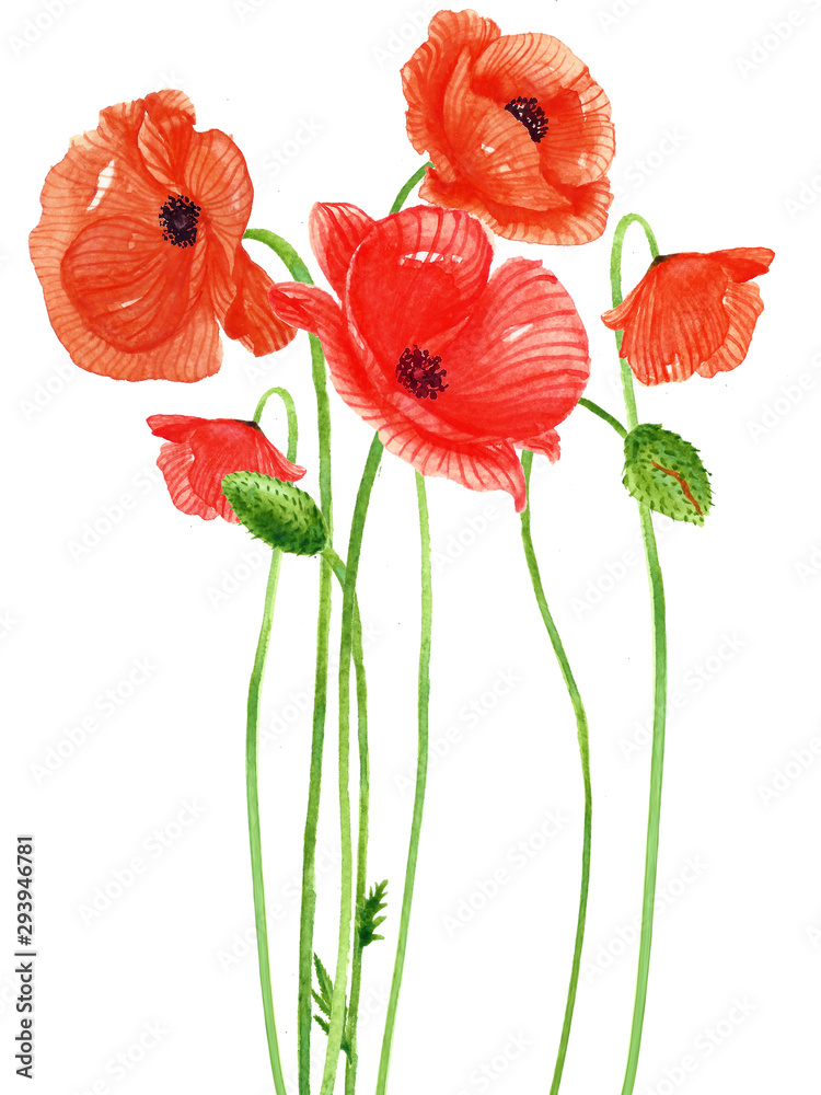 Poppy flower watercolor Painting on white backgrounds. Hand Drawn Botanical Paintings.Vector. - obrazy, fototapety, plakaty 