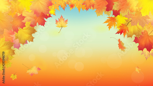 Maple leaves vector  autumn foliage. Background pattern