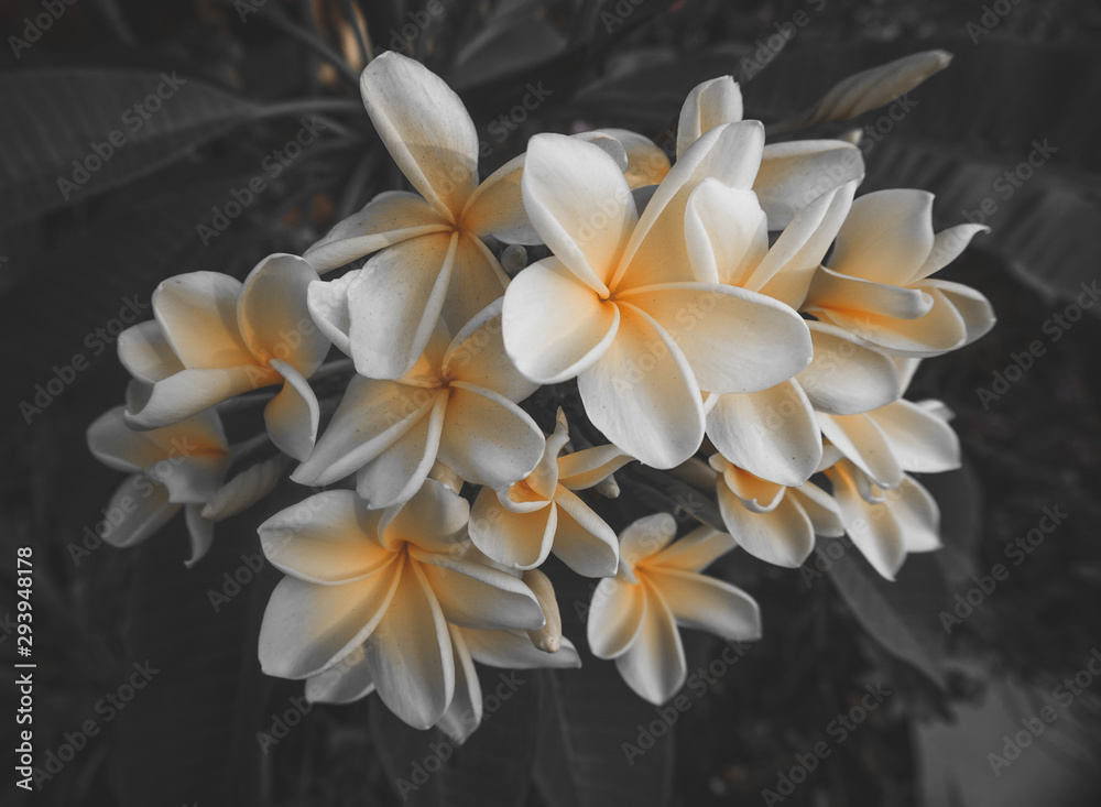 Fototapeta premium Flower Blossom