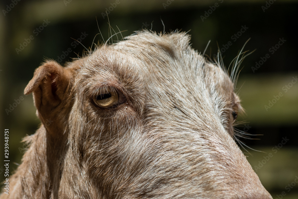 Fototapeta premium cabra 12