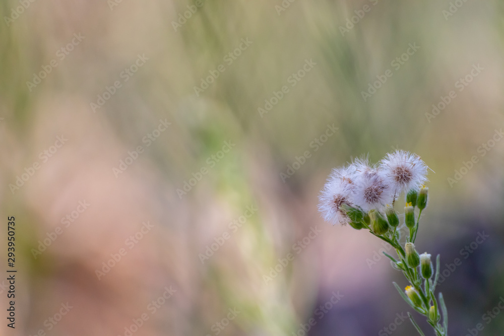 white flowers on green background