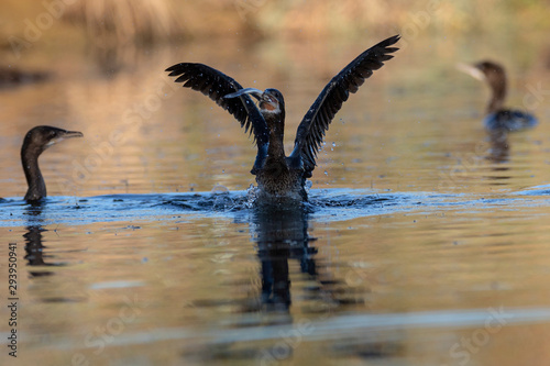 The pygmy cormorant (Microcarbo pygmaeus) on the Neretva delta, Croatia photo