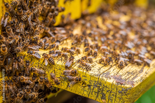 Ecological beehives full of bees in summer garden