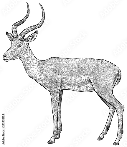 Impala illustration, drawing, engraving, ink, line art, vector