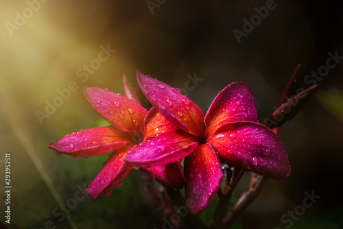 .A pair of red champa flowers in the morning after the rain, The sun came back and there were a lot of water drops.