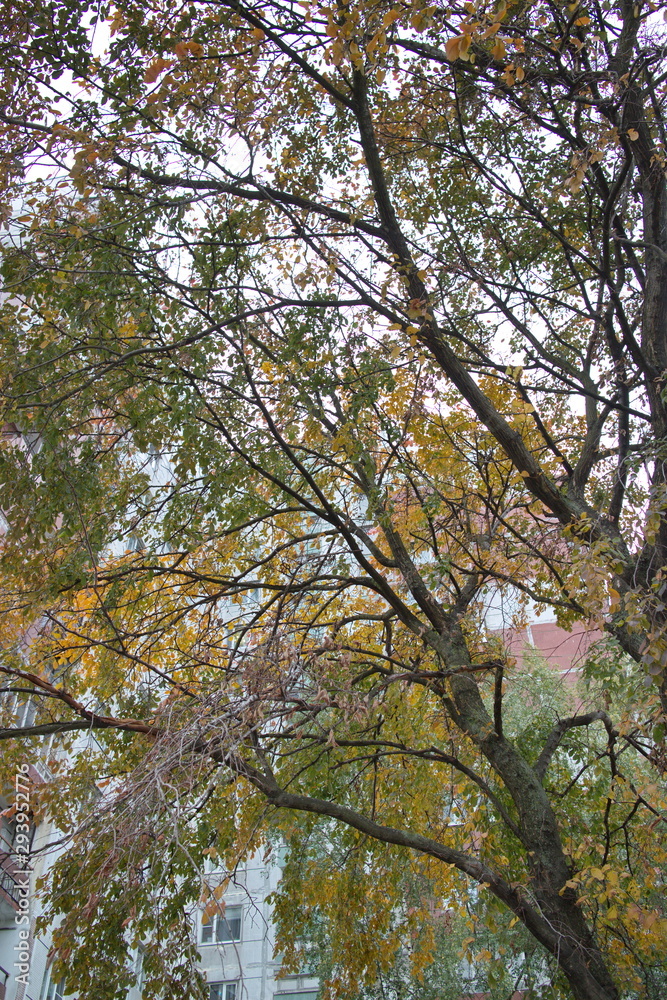 autumn foliage on trees on a cloudy day