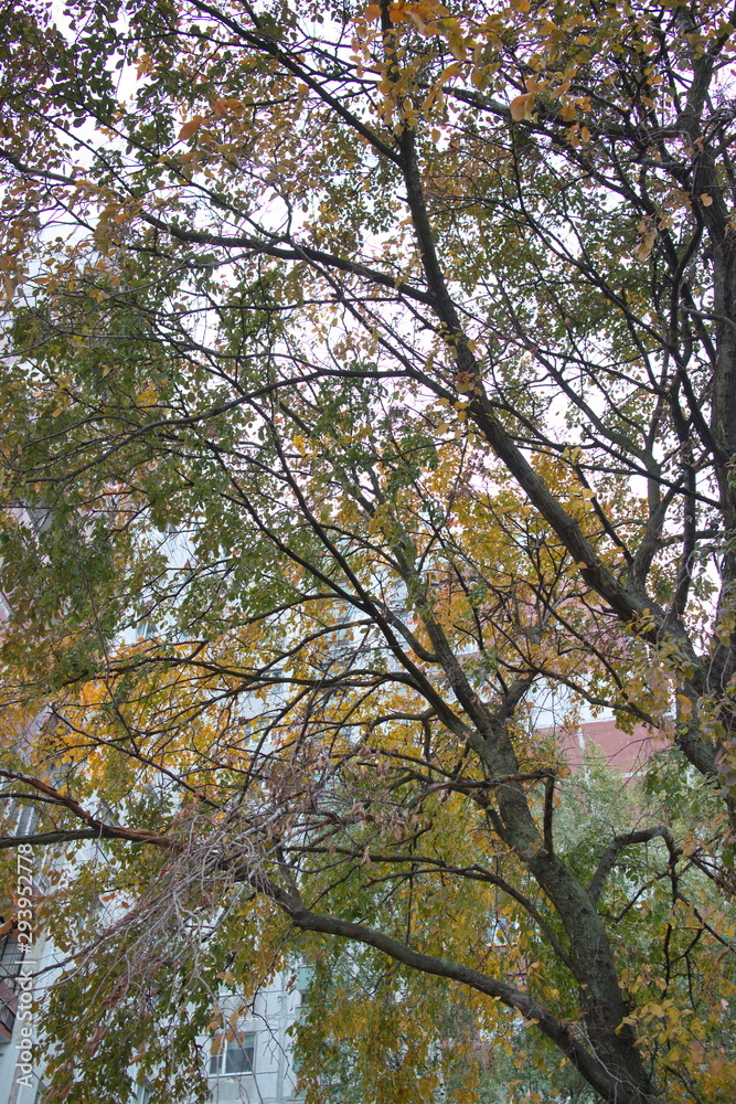 Obraz premium autumn foliage on trees on a cloudy day