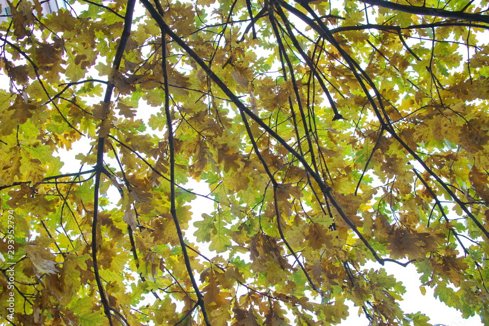Obraz premium autumn foliage on trees on a cloudy day