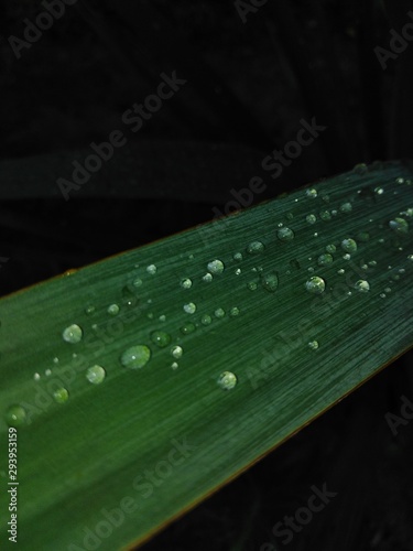 drops on green leaf