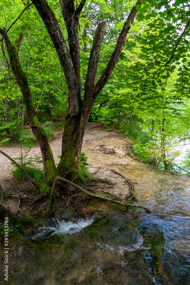 Pure fresh water of a small creek disappearing into a hole in the ground beneath a tree in the forest at the Plitvice Lakes National Park in Croatia Pure fresh water of a small creek disappearing into a hole in the ground beneath a tree in the forest at the Plitvice Lakes National Park in Croatia