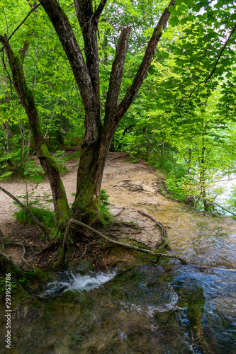 Fototapeta Naklejka Na Ścianę i Meble -  Pure fresh water of a small creek disappearing into a hole in the ground beneath a tree in the forest at the Plitvice Lakes National Park in Croatia