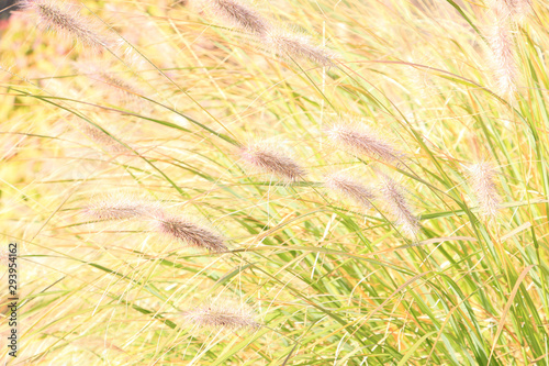 Grass flower with sunlight in garden