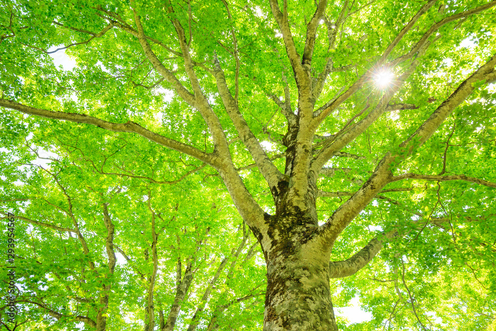 Obraz premium Green forest. Tree with green Leaves and sun light.