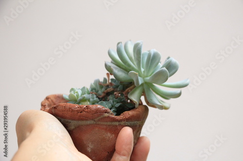 the lovely potted succulent plant in the garden's hand