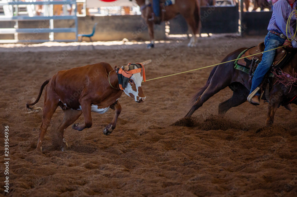 Team Roping Arena Dimensions