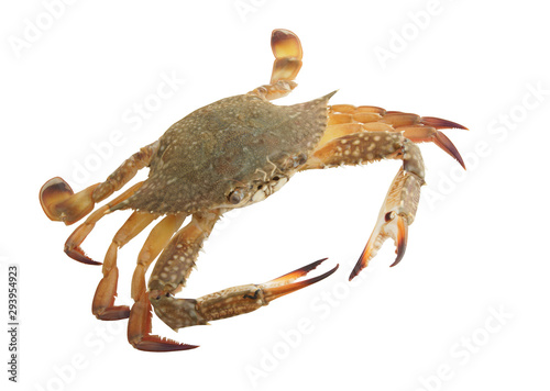 Green crab isolated on white background photo