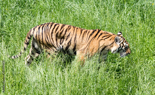tigers in a green field
