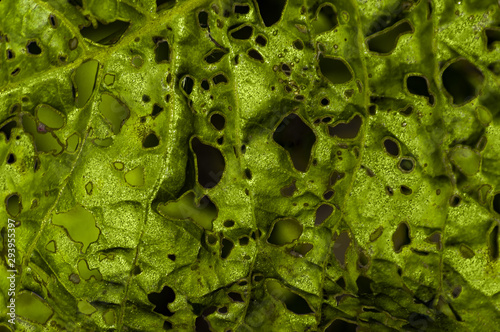 perforated leaf. closeup of green leaf. background.