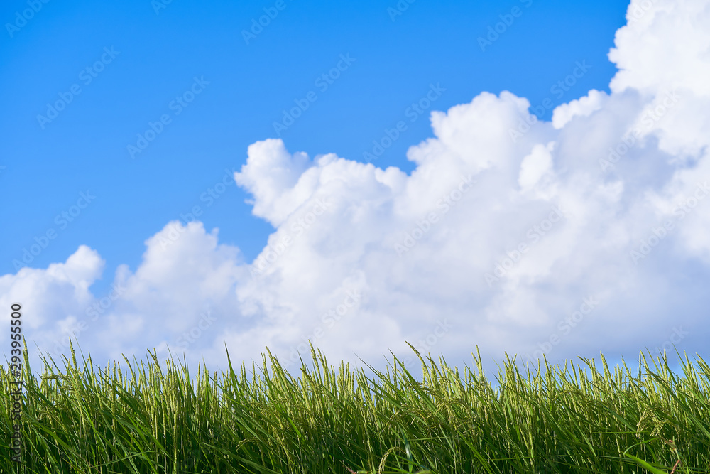 青空　積雲　稲