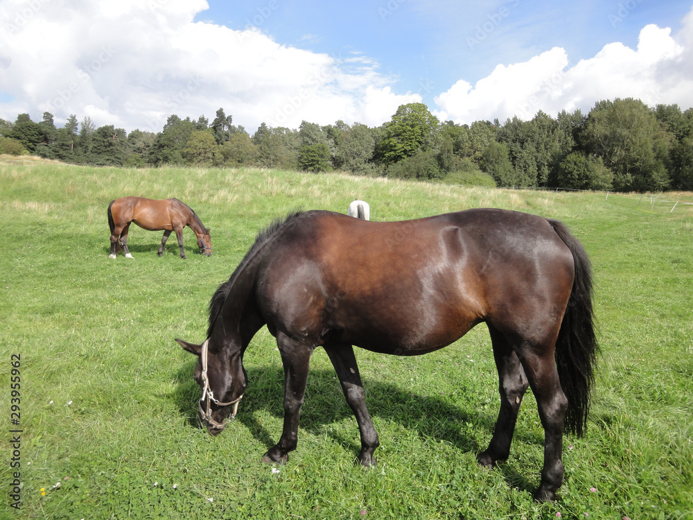 Horses in a ranch Horses in a ranch