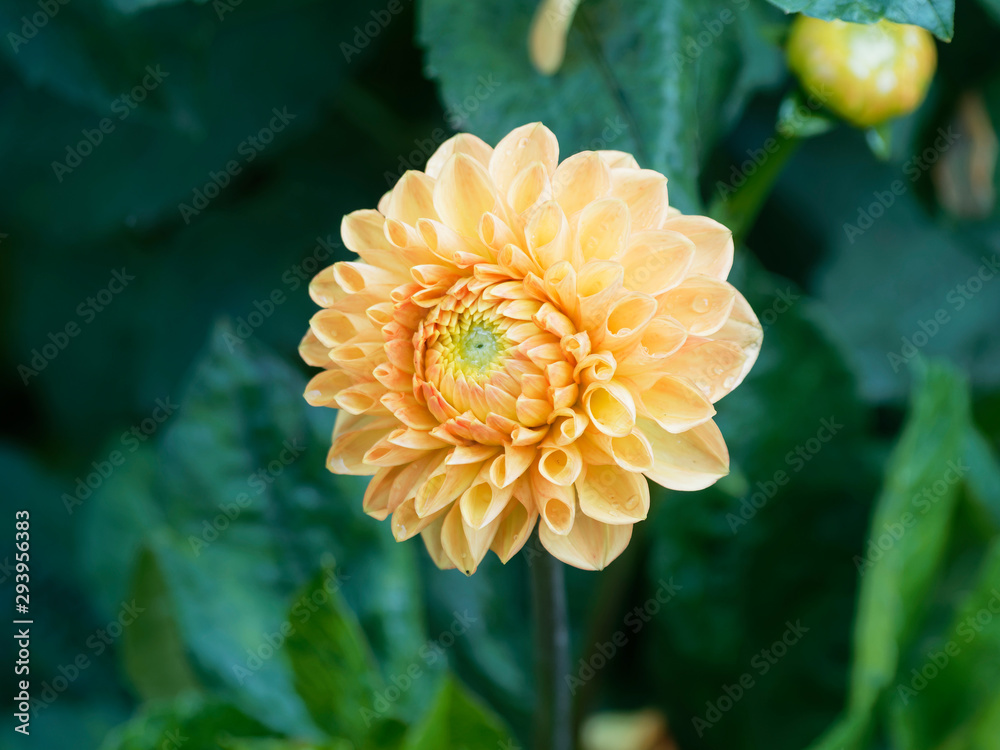 Pompon or ball Dahlias | Beautiful decorative dahlia flower with magnificent blunt petals slightly rounded at their tips or ball-shaped and slightly flattened at face Pompon or ball Dahlias | Beautiful decorative dahlia flower with magnificent blunt petals slightly rounded at their tips or ball-shaped and slightly flattened at face