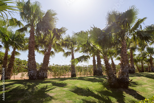 Branches of date palms under blue sky in Summer